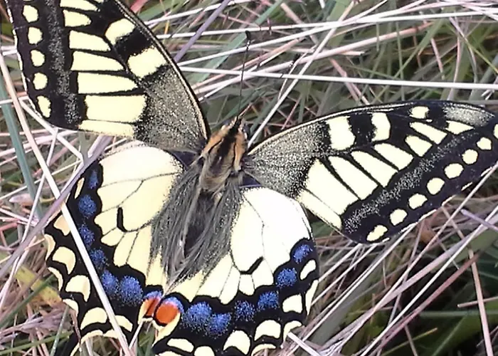 Haus Dilitz-theiner - Bachbluete Appartement