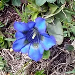 شقة Haus Dilitz-theiner - Bachbluete ناودرس