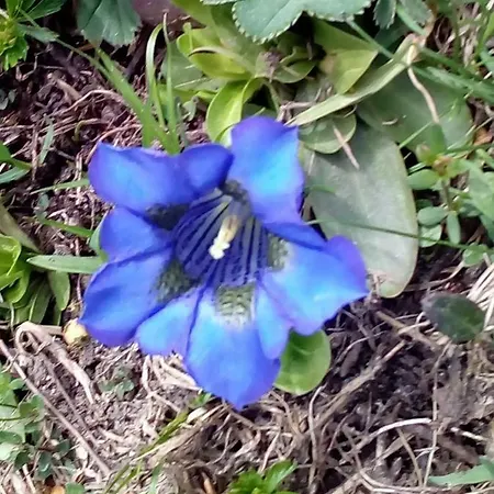 דירה Haus Dilitz-theiner - Bachbluete נאודרס