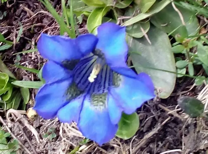 Apartmán Haus Dilitz-theiner - Bachbluete Nauders